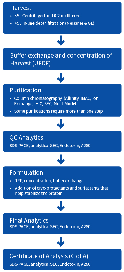 Protein Expression Protein Purification Monoclonal Antibodies Aragen Life Sciences